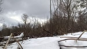 Дом в глуши. Очищаю территорию от кустарника☀️