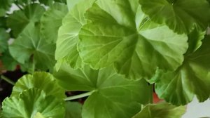 Из маленького черенка Пеларгонии, пышный кустик