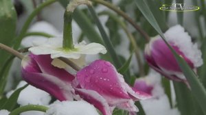 💞❄️Зимнее утро в марте.💞❄️ Песня на стихи Натальи Якубович..″The Natural World″ (Мир Природы) 👍