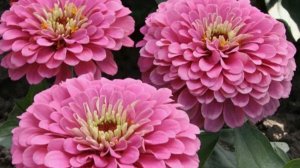 ОБЯЗАТЕЛЬНО ПОСЕЙТЕ ЦИННИИ ЭТИМ СПОСОБОМ! Это лучший способ посева цинии