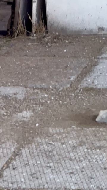 Птички в Магнитогорске…👍