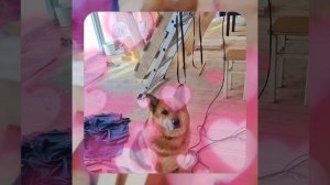 1000055457.mp4 (Собака наблюдает за устройством лестницы на 2-ой этаж в доме А-фрейм)