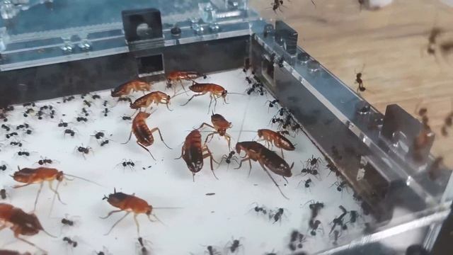 Муравьи подружились с Тараканами и едят из одной тарелки! Как такое возможно??? Myrmicaria brunnea!