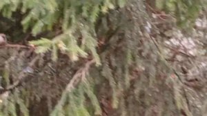 замечательная среда в вольном зоопарке