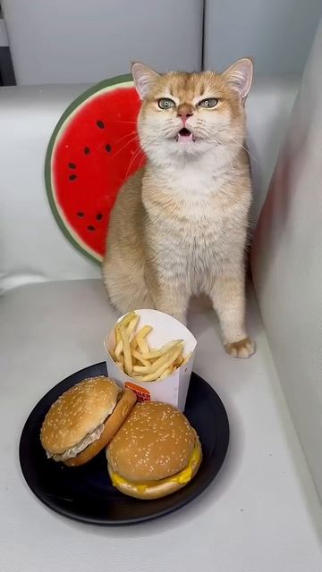 Только девочки поймут #кот #кошки(1)