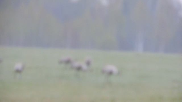 DSCN1782Утро на тетеревином току.