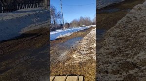 Скворцы прилетели в 2026 году рано.Занимают скворечники.