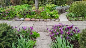 Цветут ифейон, бруннера, форзиция. Как борюсь с сорняками. Сад 07.04.2026 г. Пятигорск