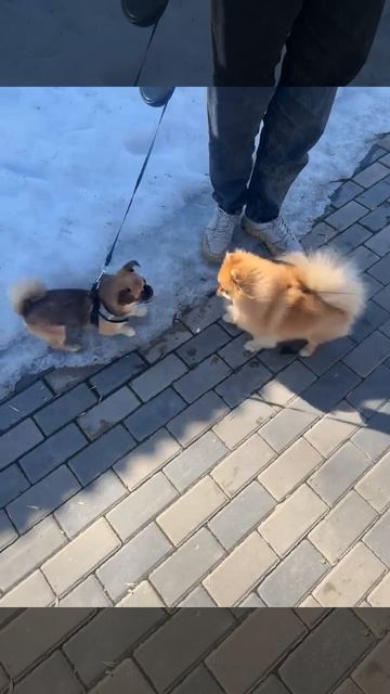 Пёсик. Встреча не удалась.