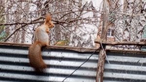 Белая полоска