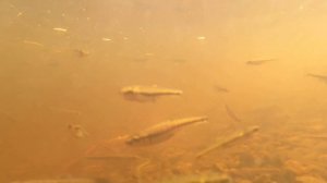 Таёжные красоты. Видео во время охоты. Якутия.