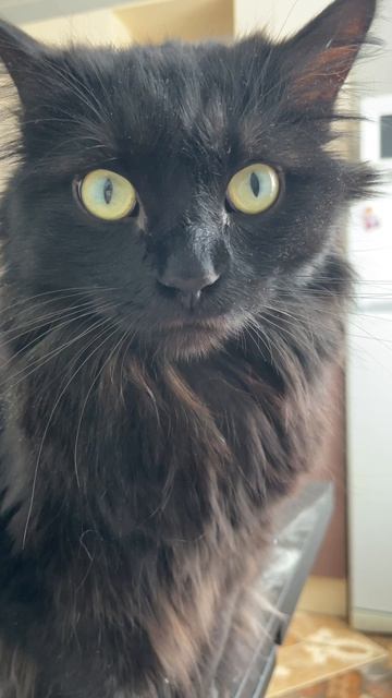 Котя разозлился #котики #жизнькота