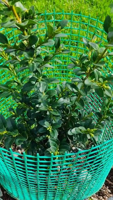 Навожу порядок в саду