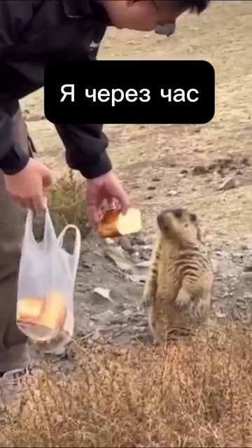 COMPANY OF HEROES 2 - Ни шагу НАЗАД за нами МОСКВА [get.gt]