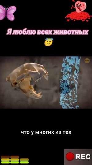 Животные приколы и не только😅