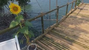 Дегустация устриц.Устричная ферма.Сиамский залив .Паттайя