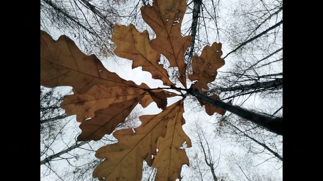 Н. Некрасов. Вчерашний день, часу в шестом...