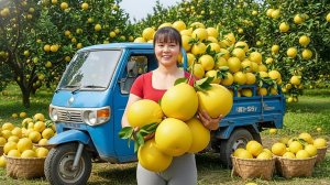 Собираю грейпфруты и бананы. Ловлю угрей. Везу на грузовике на рынок для продажи. Фуонг. Вьетнам