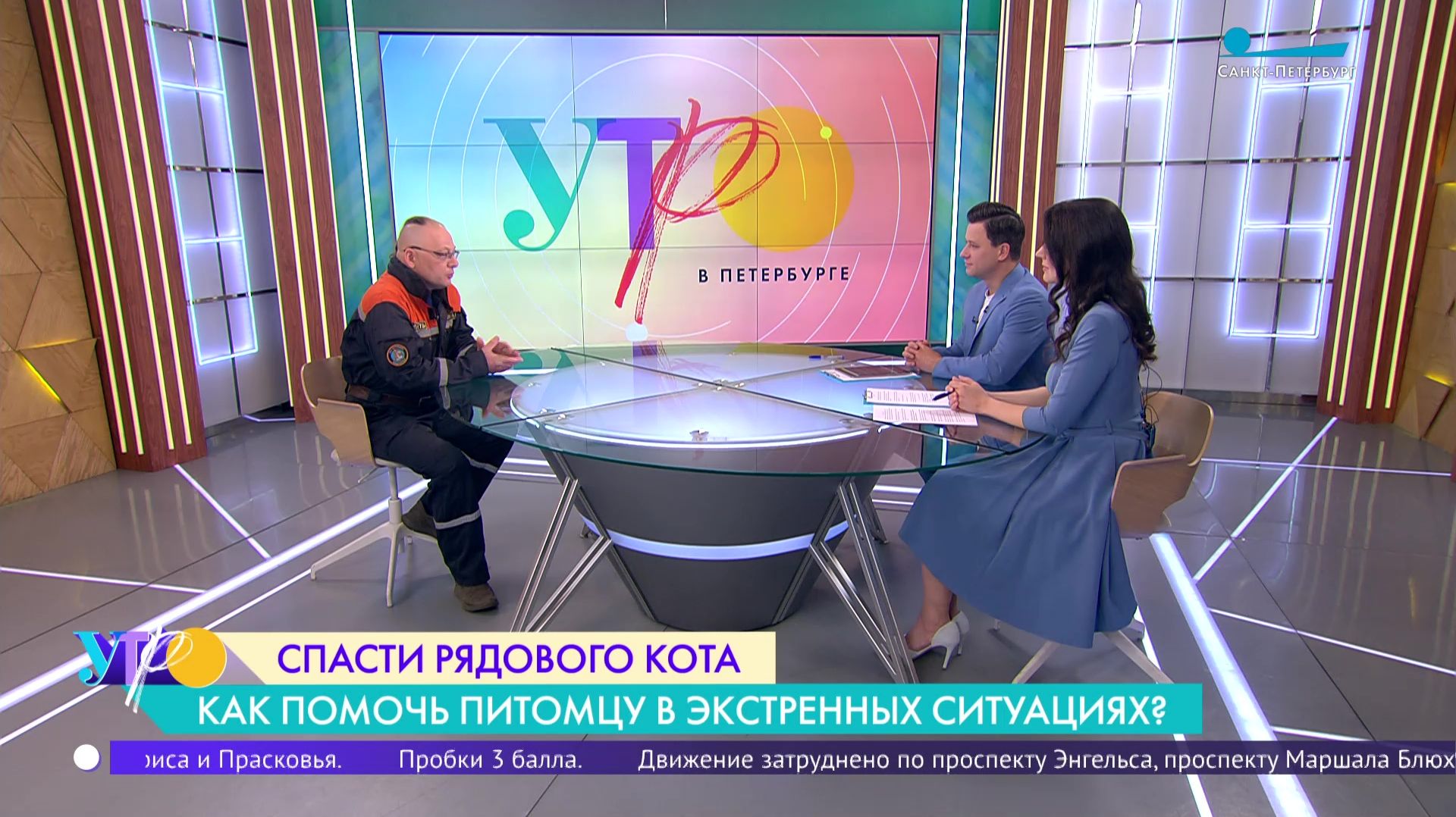 Спасти рядового кота. Как помочь питомцу в экстренных ситуациях?