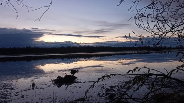 Часть 2 .Охота с подсадными . Красивый вечер ,а утки отказались работать .