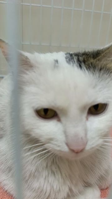 Волгоградцы. Заглядывайте в гости в #КотейняЗатейня! 🐾