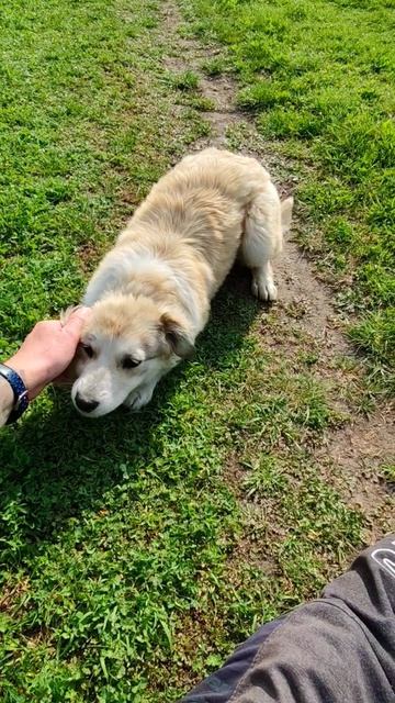 Собачка бегала со мной 47 минут 😮