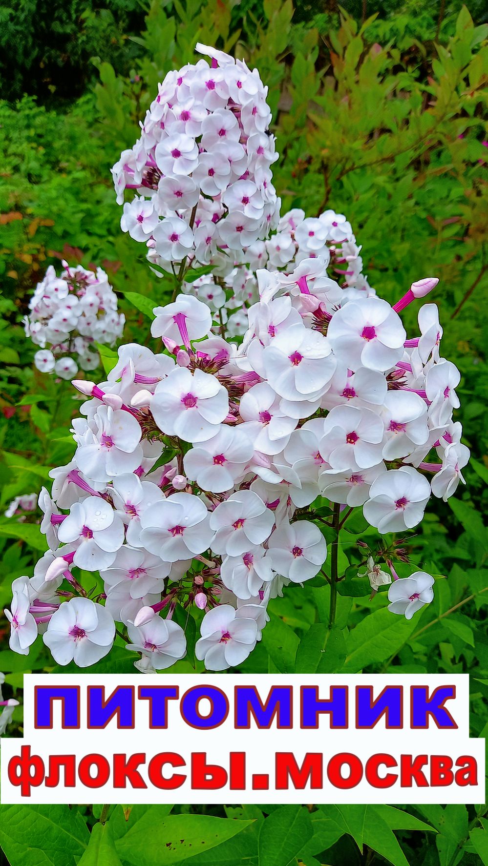 ФЛОКС МОЛОЧНОЕ СУФЛЕ прелестный вид