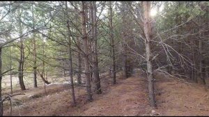 Жизнь в глубинке России. Живём в тайге. Сосновый лес - наш защитник и лекарь