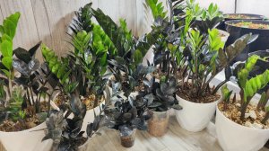 Налей ЭТО в ЗАМИОКУЛЬКАС и он выдаст много новых листьев