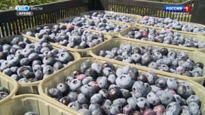 КБР на второй строчке рейтинга СКФО по валовому сбору ягод