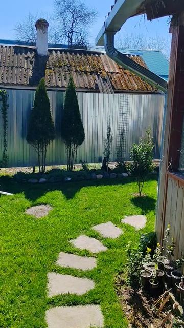 Готовлю бананы к пересадки в открытый грунт