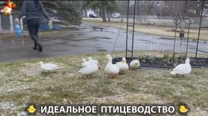 Идеальное птицеводство достойно восхищения 🐓🦆🦢🦚🦃🐔 эпизод (483)