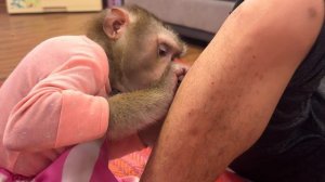 ASMR Крупным планом | Груминг от обезьянки (Без разговоров)