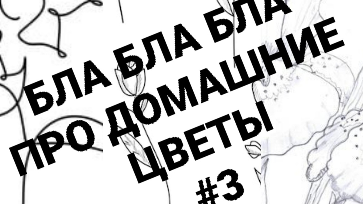 Разговор про Домашние Цветы #3