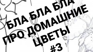 Ращговор про Домашние Цветы #3