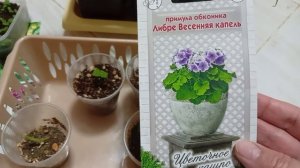 Как взошли семена комнатных растений. Филодендрон, абутилон, глоксиния...