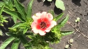 Выращивание многолетнего цветка лапчатки из семян