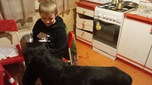 собака доёт лапу