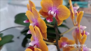 Обзор цветущих орхидей в апреле 2026 г.