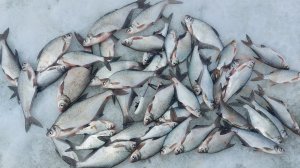 Рыбалка по последнему льду.Закрытие сезона твердой воды!