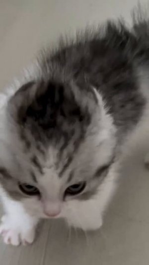 Ой какой сердитый зверь🥰