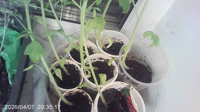 Обзор рассады томатов сорта Оля Ф1, посаженных в феврале