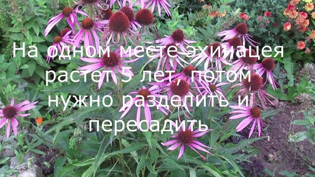 Эхинацея пурпурная выращивание на участке