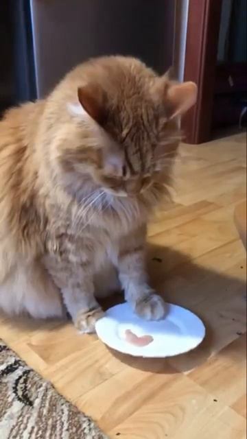 Замечаю я все 🐈