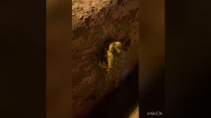 Царевна - Лягушка пожаловала к нам.