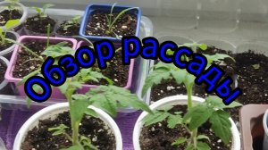 Обзор моей рассады на 8 апреля 2026г.