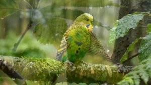 Bird Sounds and Piano in Spring Forest  | Relaxing Nature Sounds for Sleep & Focus