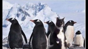 два кота и плавники приколы музыка