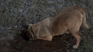 Рыжик роет нору крота