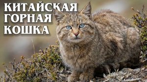 Китайская Горная Кошка: Призрак Тибета | Интересные факты про диких кошек